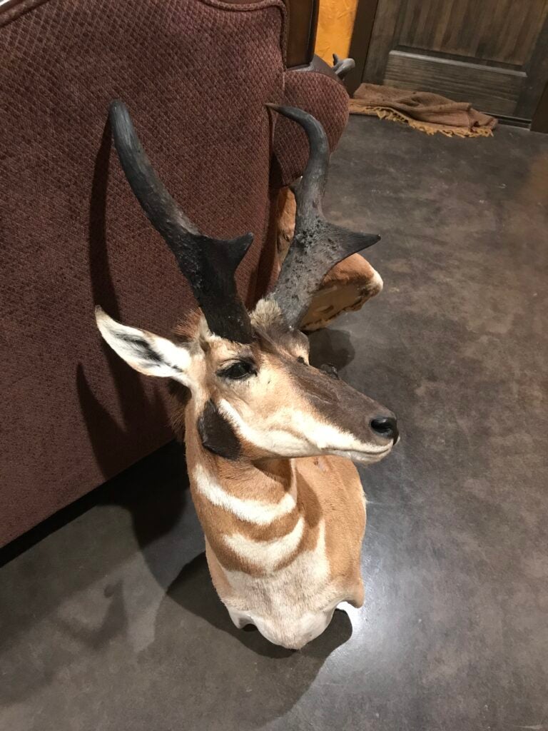 Clay Smith's pronghorn