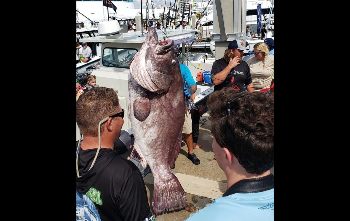 Large warsaw grouper at a weigh in with several onlookers