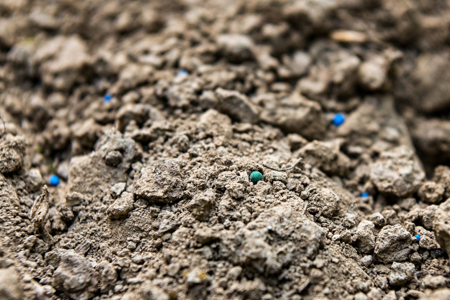 Seeds in the dirt.