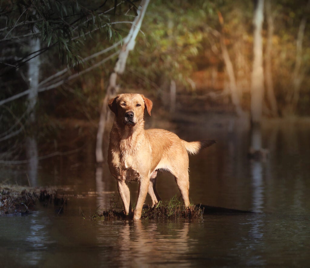 Get the Most from Your Hunting Dog This Season