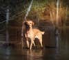 A majestic yellow Lab is standing in shallow water with its eyes focused ahead.