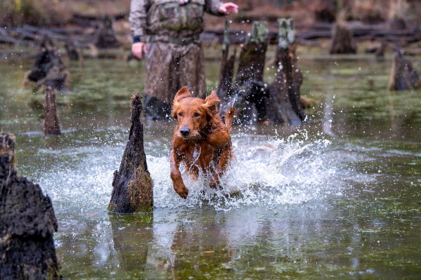 A deep red Golden Retriever runs through water while their owner gives commands in the
background.