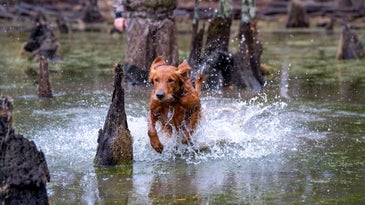 Get the Most from Your Hunting Dog This Season