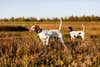 A pair of alert, intensely focused English Pointers are hunting in a field, with one on point in the foreground.
