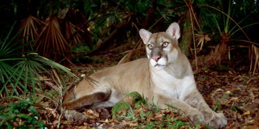 Florida Ballot Initiative Aims to Ban Hunting of “Iconic Species,” and Much More