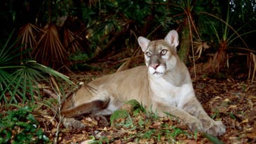 Florida Ballot Initiative Aims to Ban Hunting of “Iconic Species,” and Much More