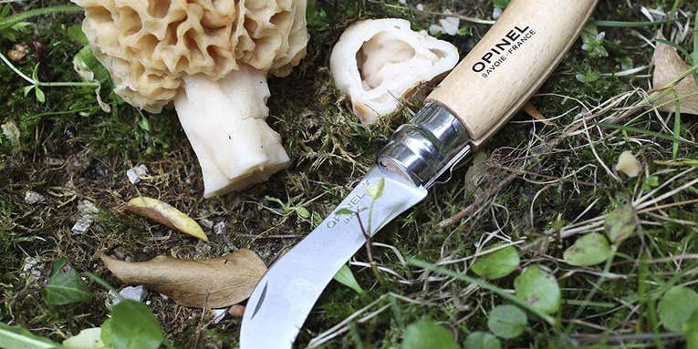 The Ultimate Mushroom Hunting Book and Gear Guide