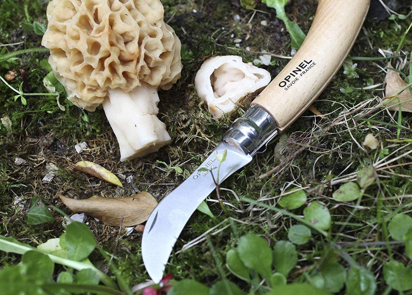 Mushroom hunting knife and morel mushroom.