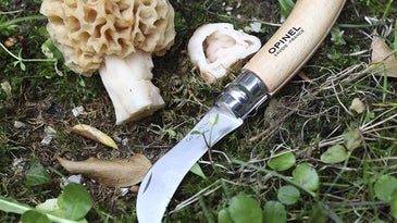 Mushroom hunting knife and morel mushroom.