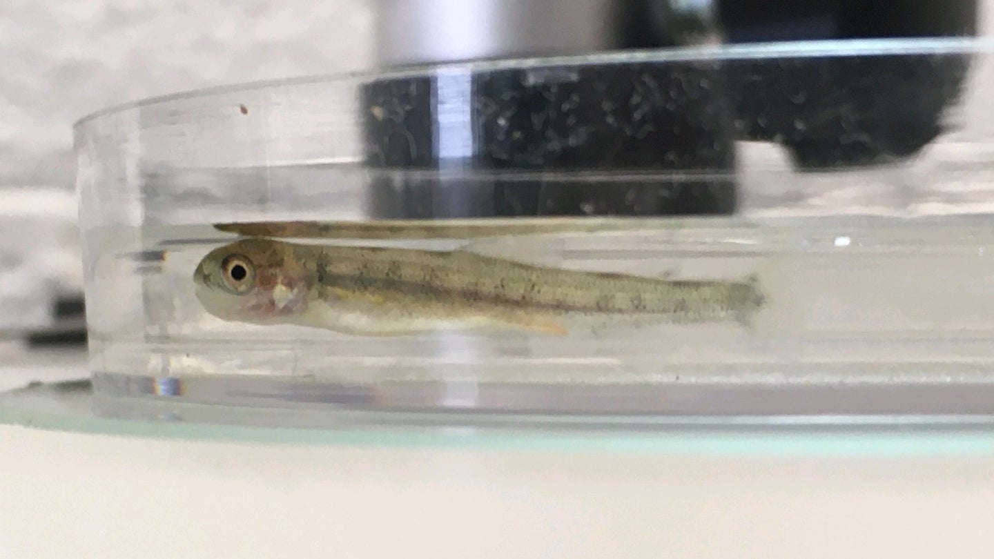small lake trout fry in scientific laboratory