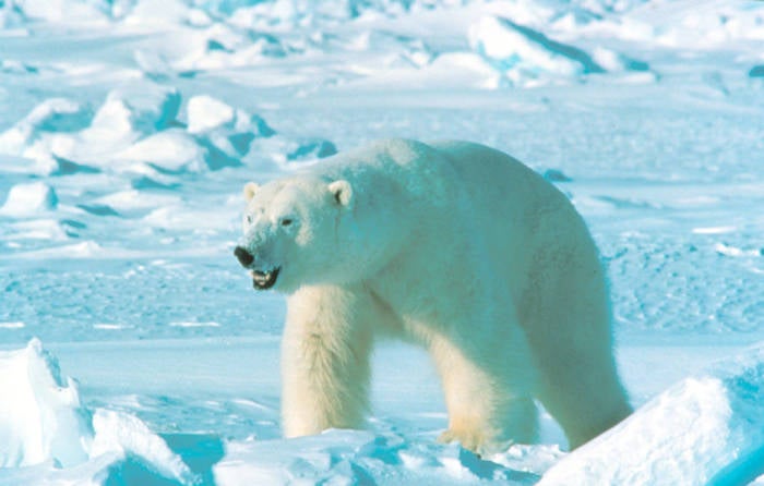 polar bear walks through snowy tundra