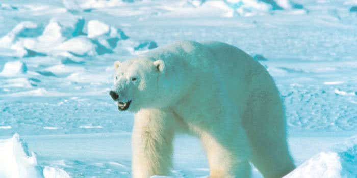 Polar Bear Attacks Three People in Remote Canadian Village