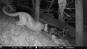 Video: Mountain Lion Eats Cached Muley Kill