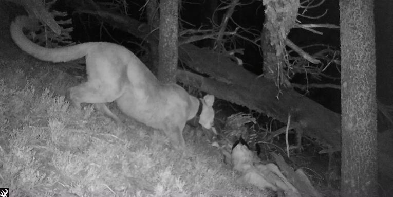 Video: Mountain Lion Eats Cached Muley Kill