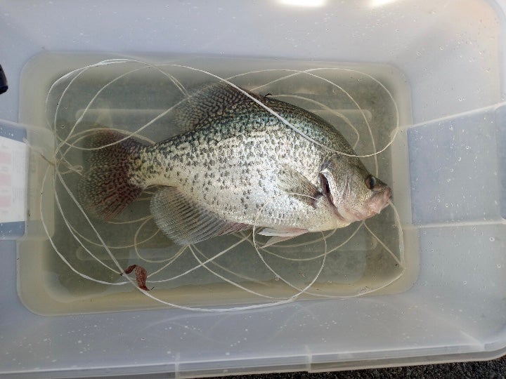 Update: 4.42-Pound Crappie Is Official New York State Record