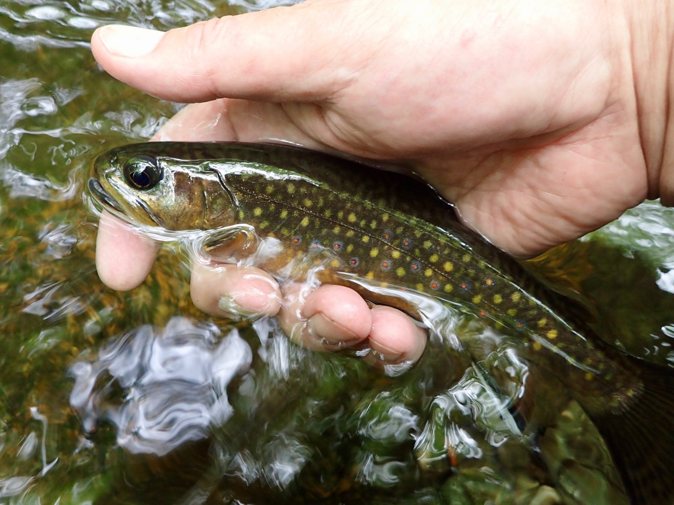 Fly Fishing for Trout in Streams A How-To Guide 