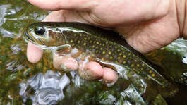 A brook trout being held above the water.