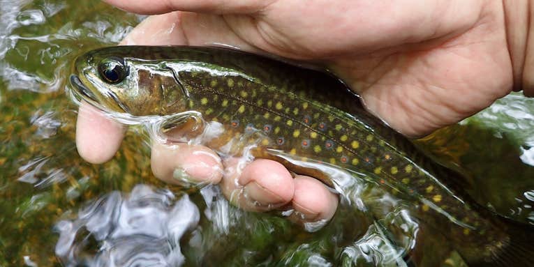 Everything You Need to Know About Fly Fishing in Small Streams