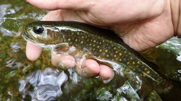 Everything You Need to Know About Fly Fishing in Small Streams