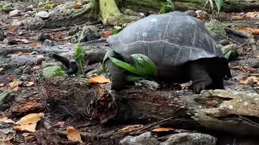 Video: Giant Tortoise Hunts Down Baby Tern, in Agonizingly Slow Motion
