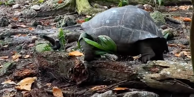 Video: Giant Tortoise Hunts Down Baby Tern, in Agonizingly Slow Motion