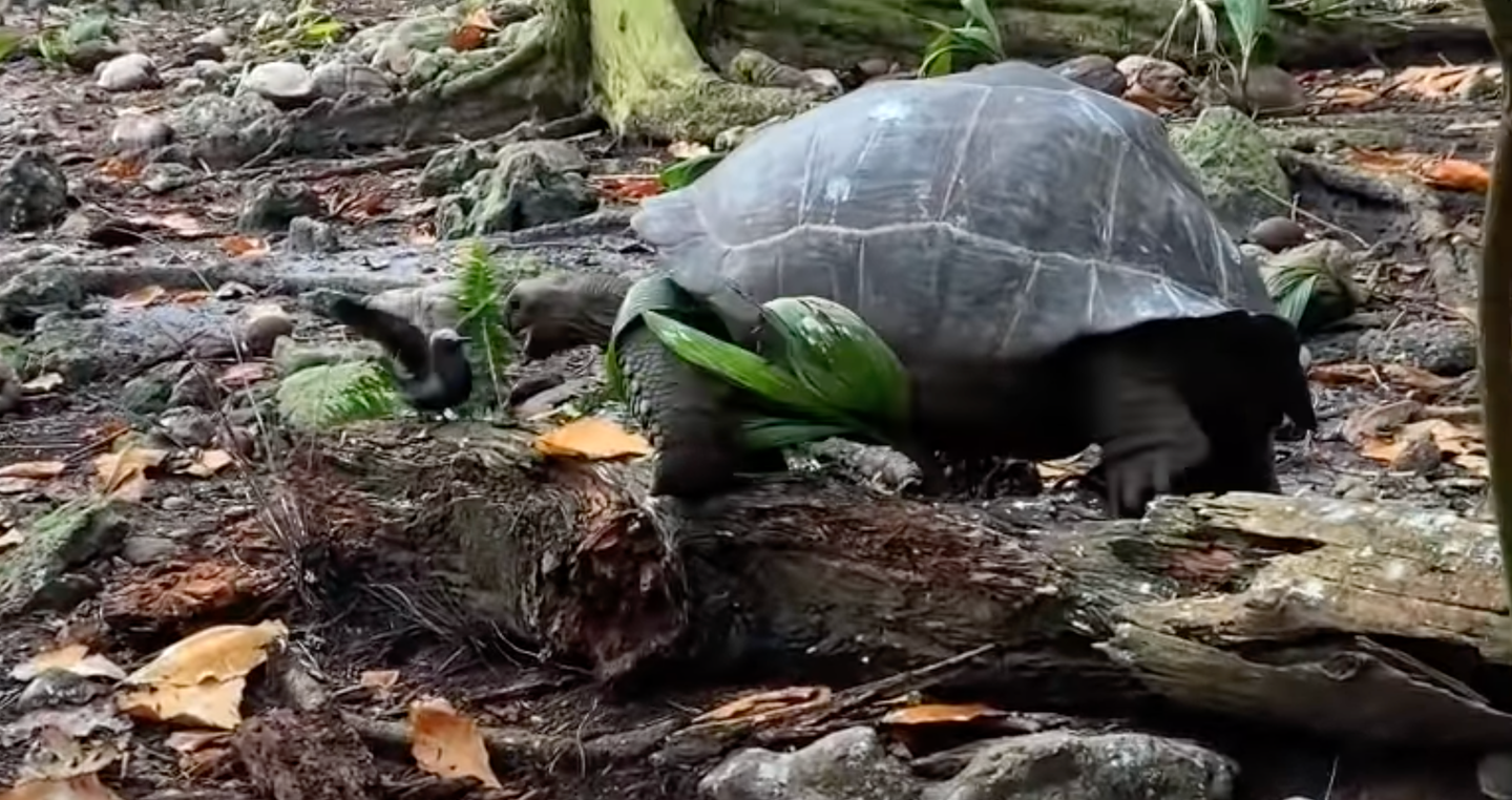 Giant tortoise approaches chick with mouth open
