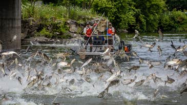 Arkansas Puts $70,000 Toward Specialized Carp Control Fleet