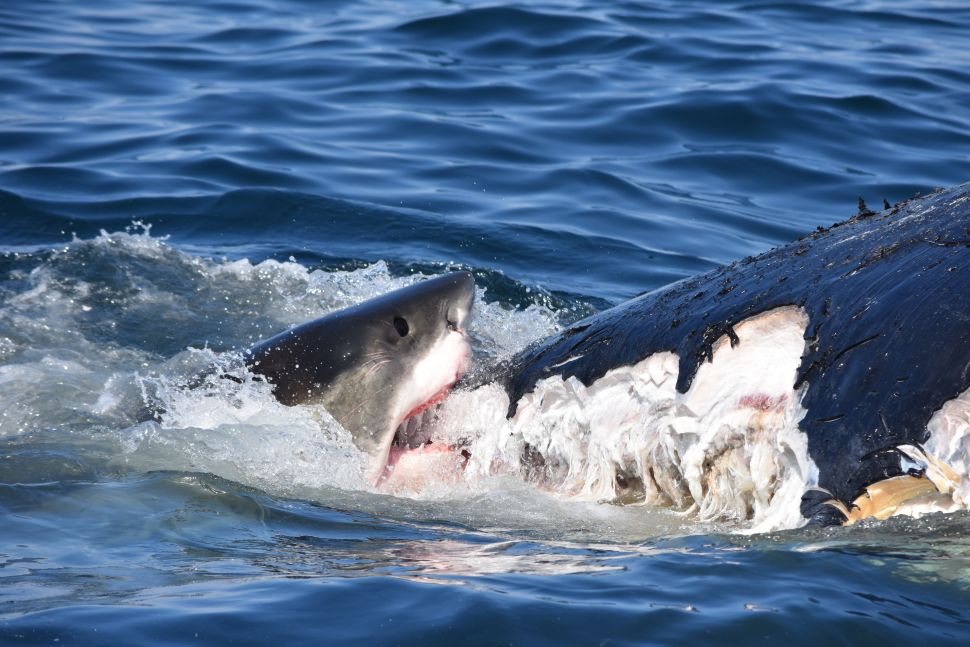 great white shark chews on humpback whale blubber
