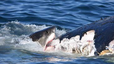 Video: 8 Great White Sharks Shred a Humpback Whale Carcass