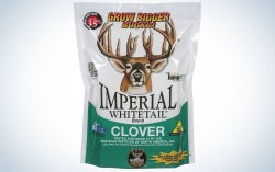 Imperial clover is our pick for best food plot for deer