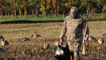 Hunting Tactics for Ultra-Wary Canada Geese in the Early Season
