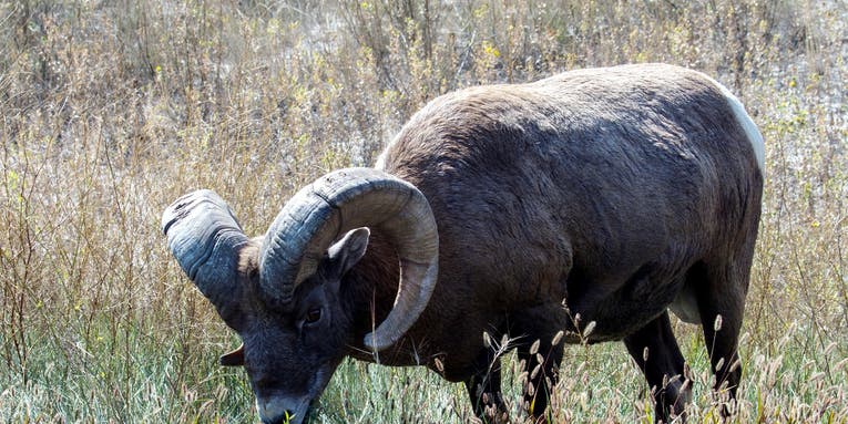 Bluetongue Kills Nearly 10 Percent of Regional Bighorn Sheep Herd in B.C. – So Far