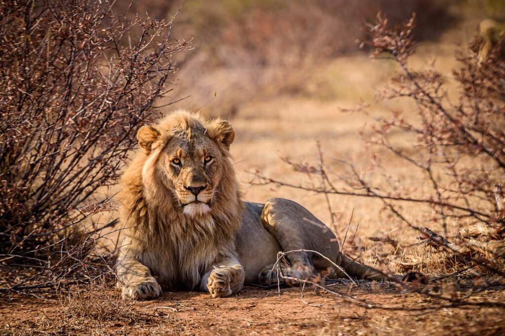 Afrikos liūtas