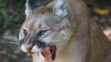 California Woman Pummels Mountain Lion with Bare Hands to Save 5-Year-Old Son