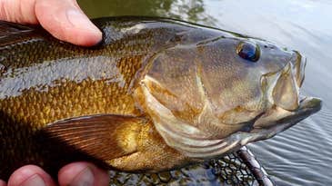 8 Flies Smallmouth Bass Can’t Resist