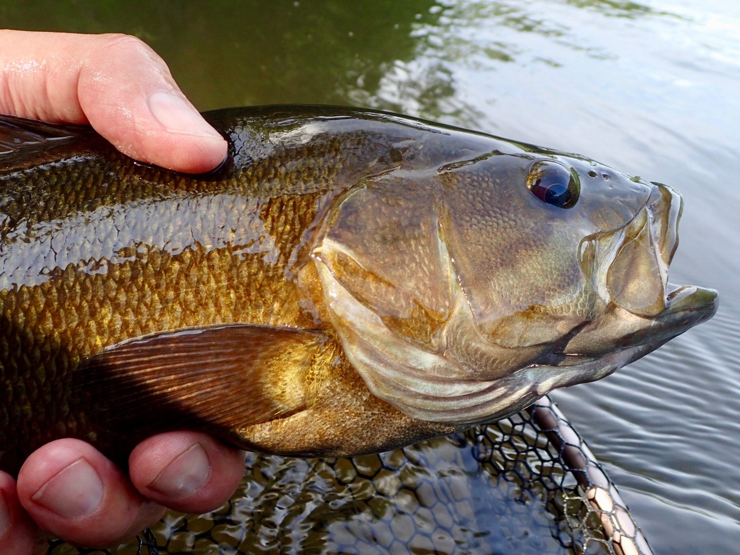 Smallmouth bass in a fisherman's hand next to the water.