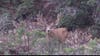 A big mule deer looks at the camera