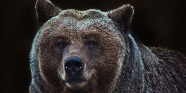 Quick-Shooting Partner Saves Alaska Man During Brown Bear Attack