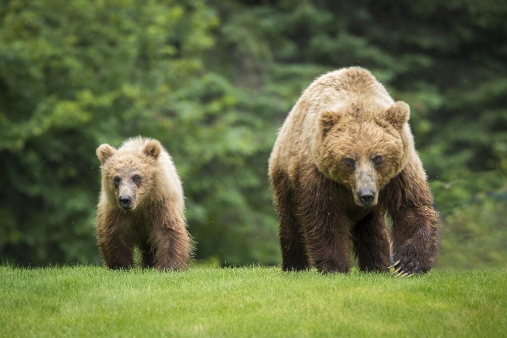 One large grizzly bear and one smaller grizzly bear walk towards camera