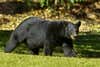 Black bear walks broadside to camera