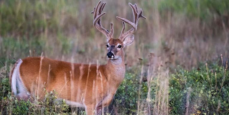 The 5 Best Overlooked Early-Season Stand Sites for Big Whitetail Bucks