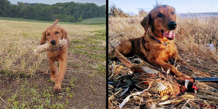 Pup’s First Season: 6 Preseason Drills for Prepping a Young Retriever