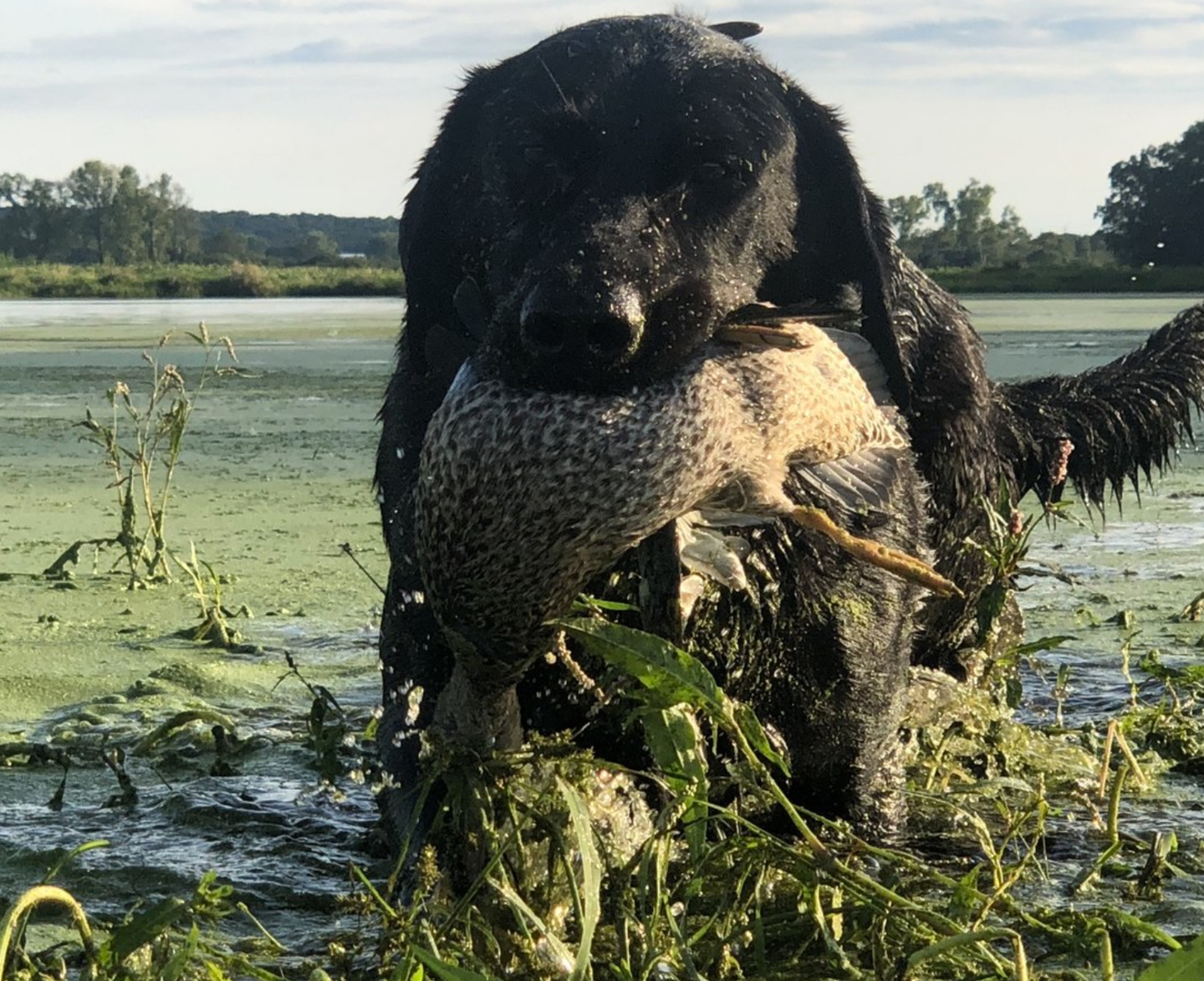 Black Lab retrieves a teal during duck season