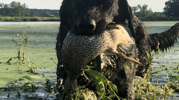 Expert Hunting Tactics for Early Season Teal