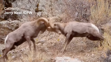 Video: Rocky Mountain Bighorn Sheep Rams Go to Battle