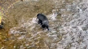 Video: Black Bear Goes Fishing and Catches a Whopper Salmon