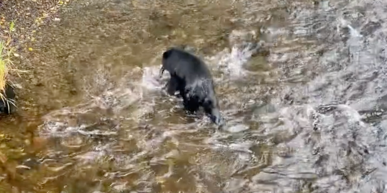 Video: Black Bear Goes Fishing and Catches a Whopper Salmon