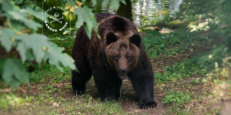 2021 Has Been a Year of Brutal Bear Attacks—And the Worst May Be Yet to Come