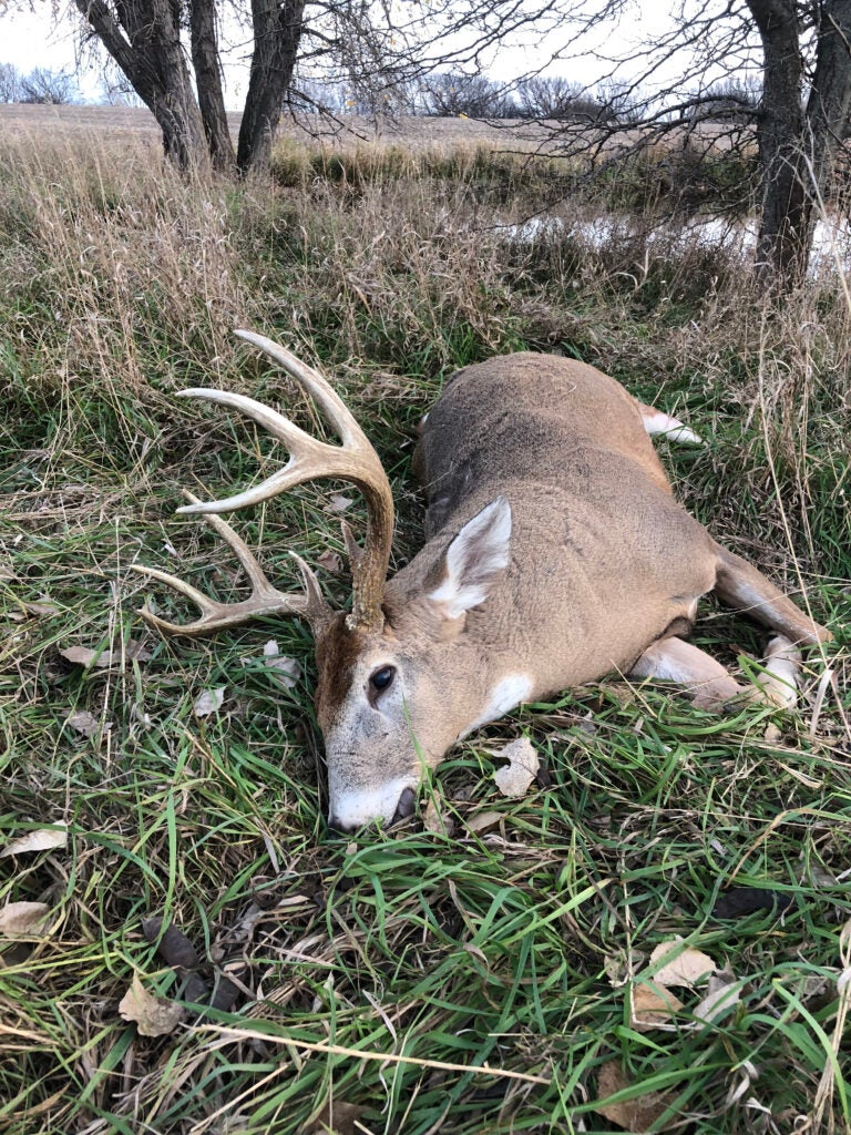 Whitetail deer from public lands