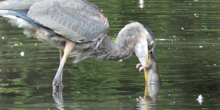 Video: Great Blue Heron Gulps Down a Giant Rat in NYC